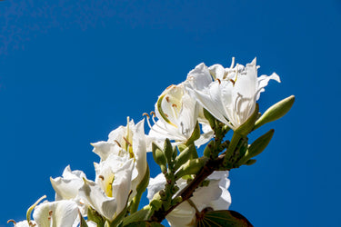 10 WHITE ORCHID TREE Bauhinia Alba syn Variegata Candida Hawaiian Mountain Ebony Camel's Foot Butterfly Flower Tree Hummingbird Seed